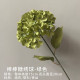 Rose 14