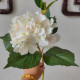 Rose 14
