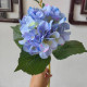 Rose 14