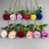 Rose17