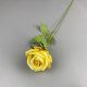 Rose17