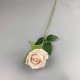 Rose17