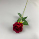 Rose17