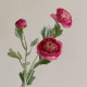 Rose21