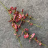 Rose23