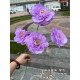Rose27