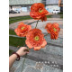 Rose27