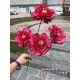 Rose27