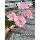 Rose27