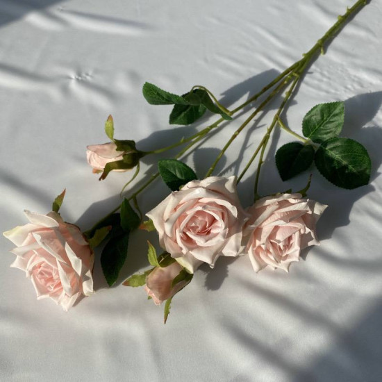 Rose28