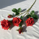 Rose28