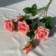 Rose28