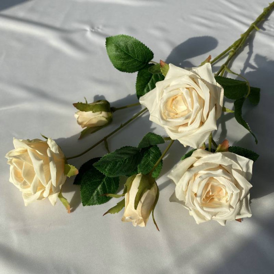 Rose28